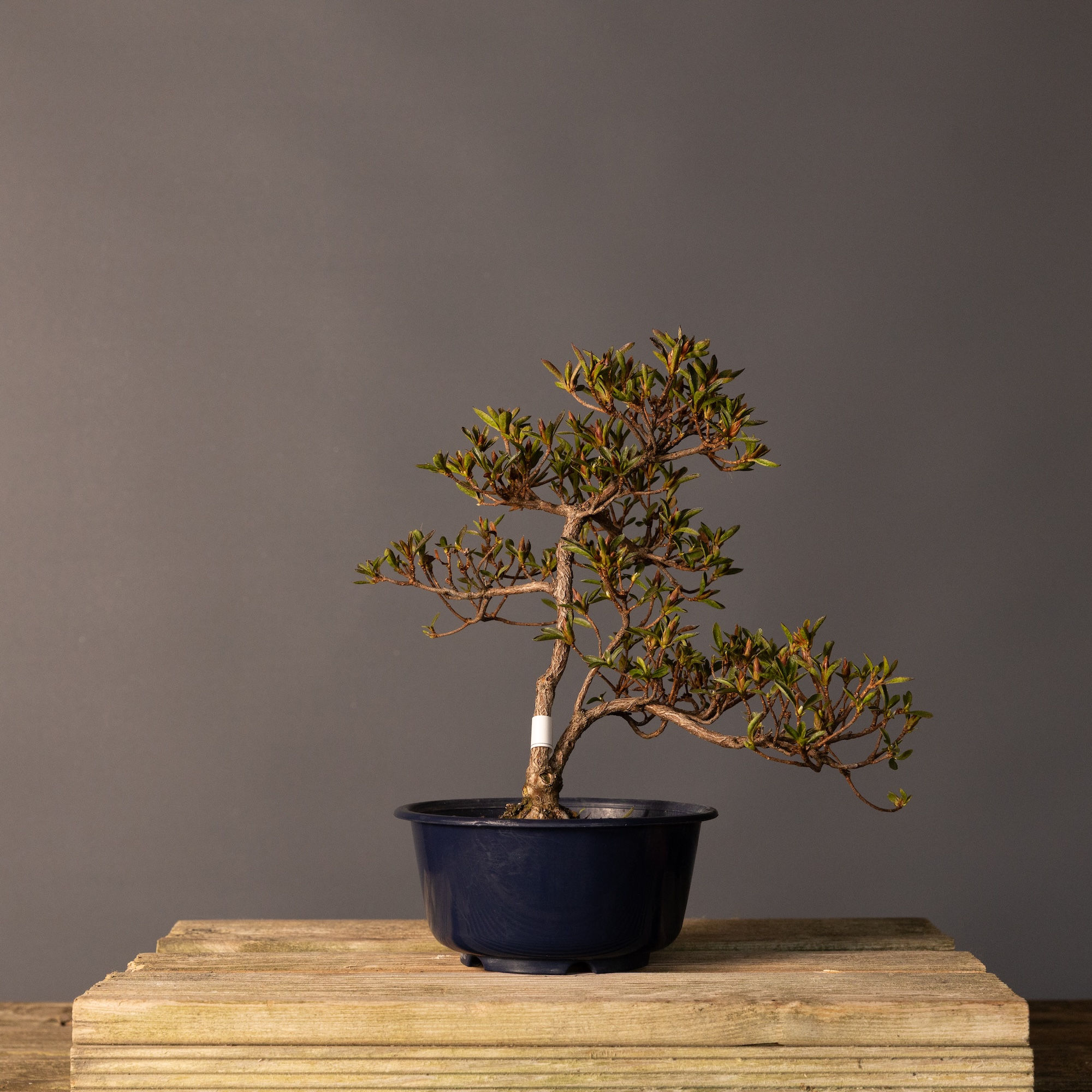 Satsuki Açelya 'Hoshi-no-Kagayaki' Bonsai No.ST010 | 30 cm
