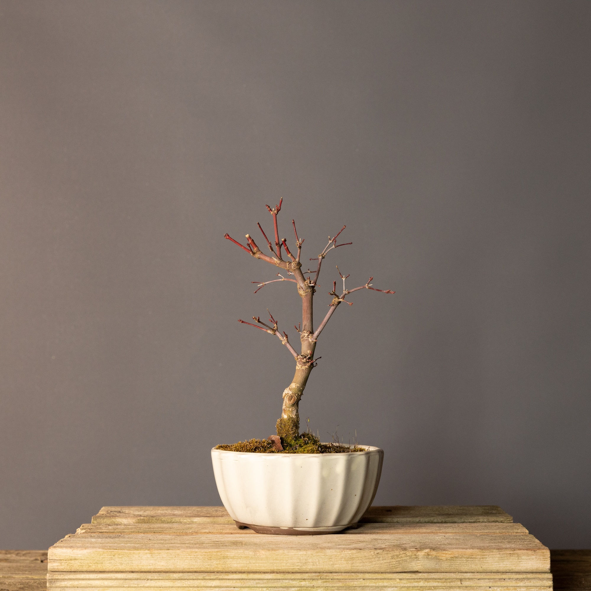 Japon Akçaağacı Deshojo Bonsai No.DJ017 (Acer palmatum ‘Deshojo’) | 33 cm