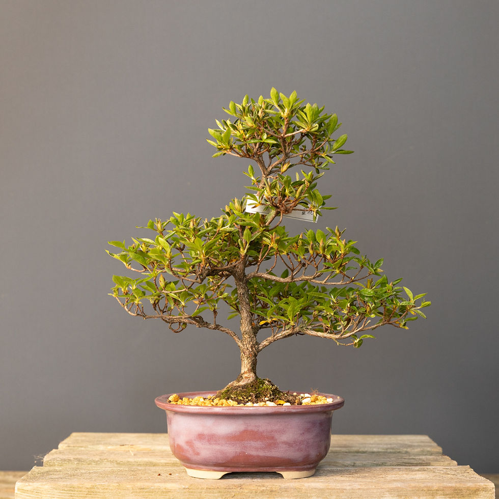 Küçük resim: Satsuki Açelya 'Hoshi-no-Kagayaki' Bonsai No.ST061 | 33 cm