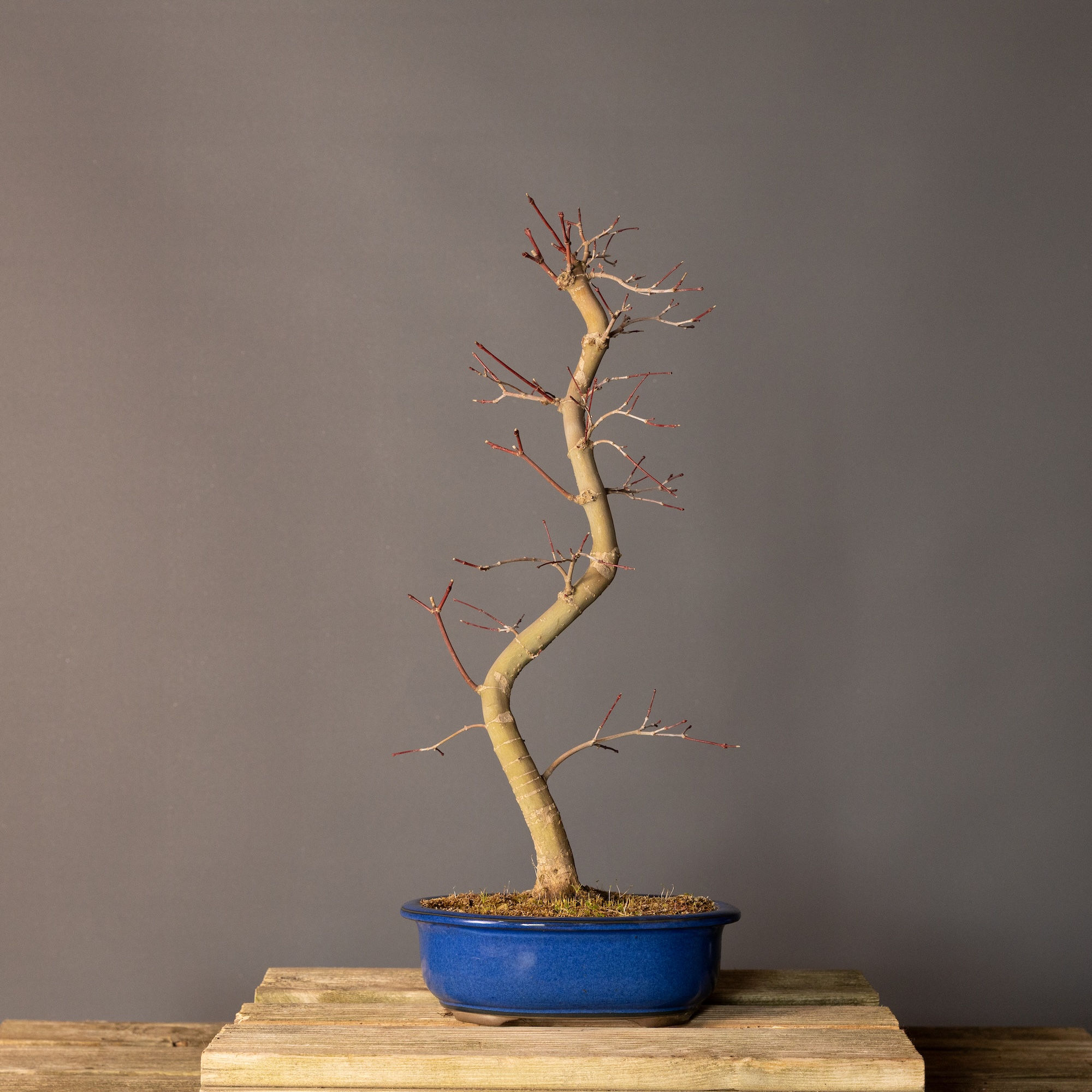 Japon Akçaağacı Deshojo Bonsai No.DJ029 (Acer palmatum ‘Deshojo’) | 52 cm