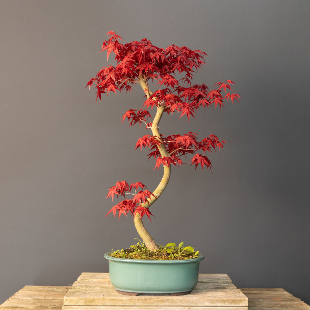 Japon Akçaağacı Deshojo Bonsai No.DJ023 (Acer palmatum ‘Deshojo’) | 55 cm
