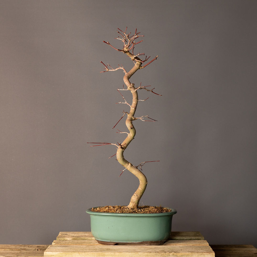 Küçük resim: Japon Akçaağacı Deshojo Bonsai No.DJ025 (Acer palmatum ‘Deshojo’) | 54 cm