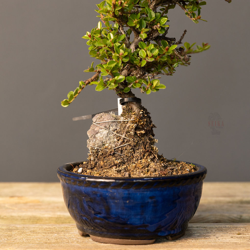 Küçük resim: Dağ Muşmulası Bonsai No.CT022 (Kotonester) | 23 cm