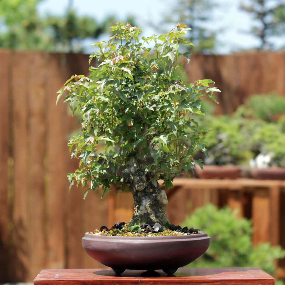 Küçük resim: Üç Dişli Akçaağaç Bonsai - No.649