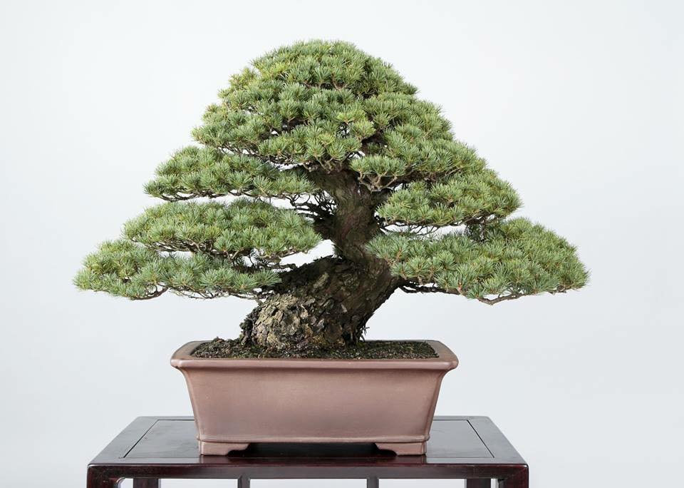 chinese ligustrum bonsai Flowering Ligustrum Bonsai Tree main image 1