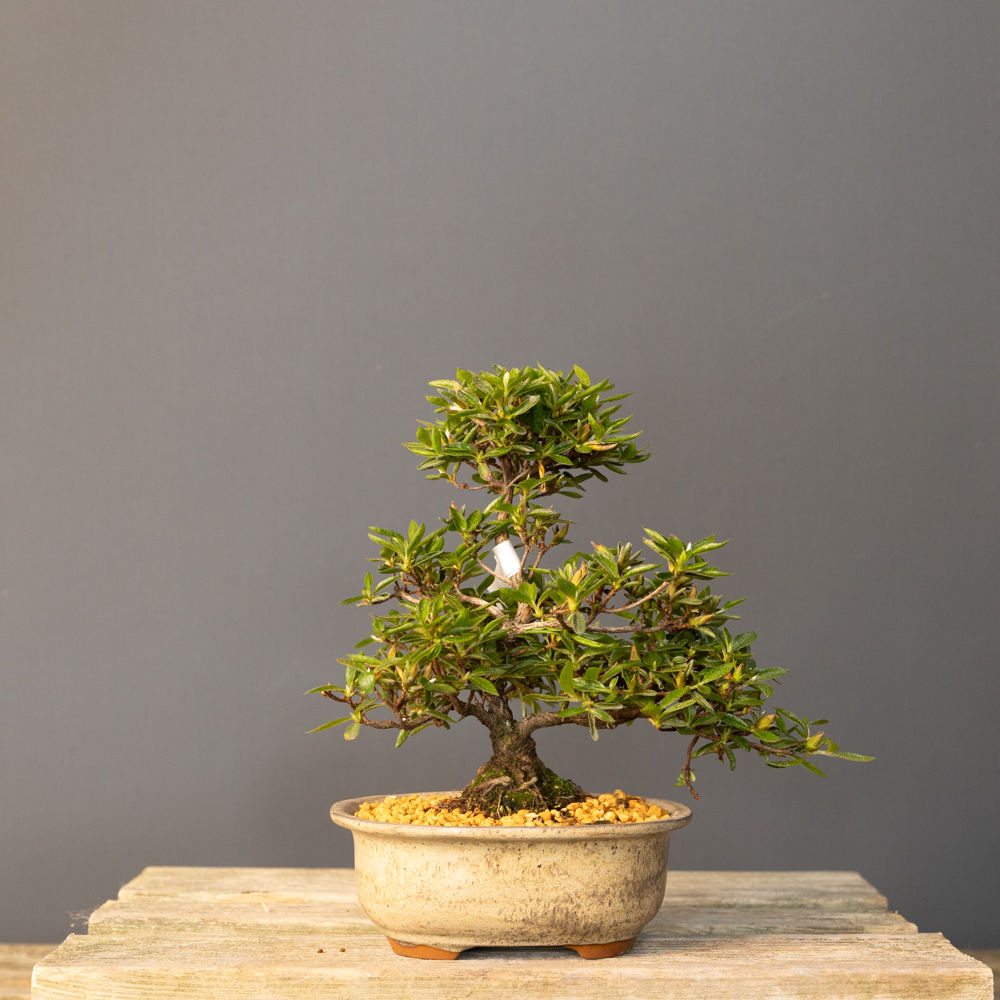 Satsuki Açelya 'Hoshi-no-Kagayaki' Bonsai No.ST059  | 26 cm