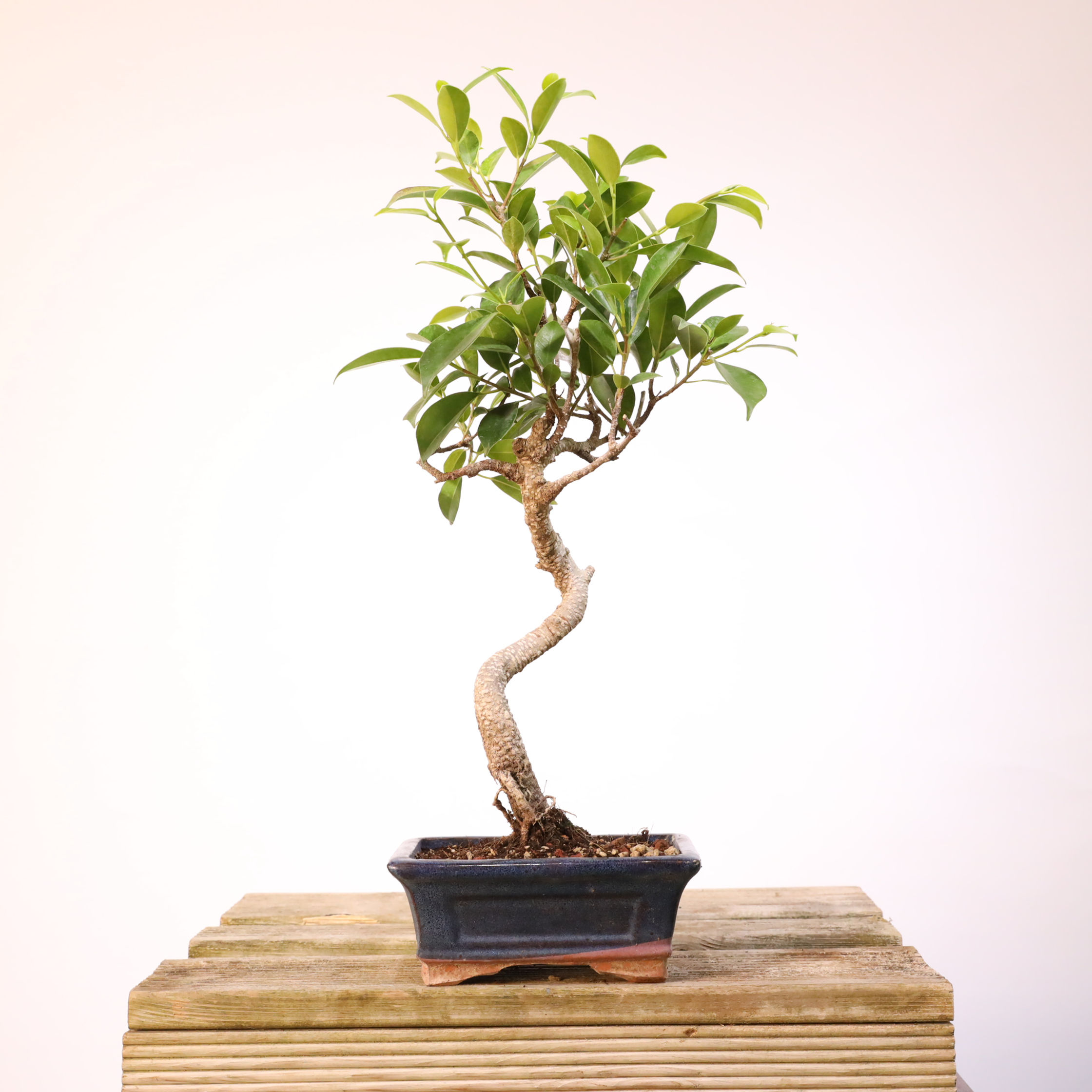 Ficus Microcarpa 'Tiger Bark' A032
