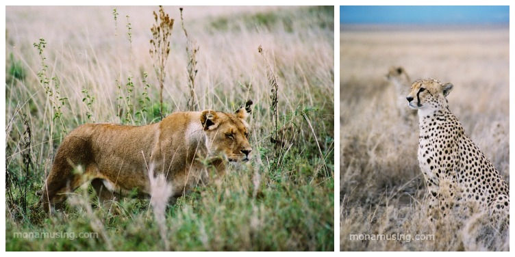 lioness and cheetah spotted on safari in Tanzania's Serengeti National Park