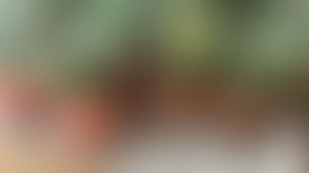 石垣島産パイナップル入荷🍍