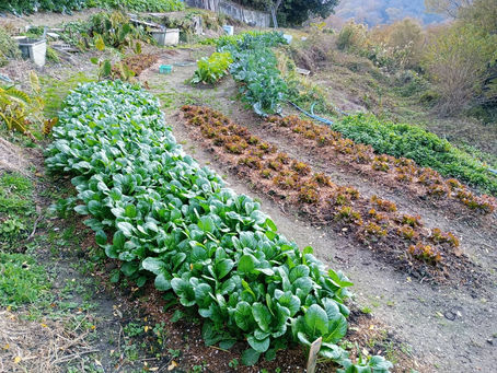 卵入荷いたします🥚