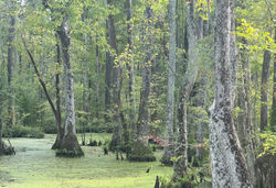 The Great Dismal Swamp