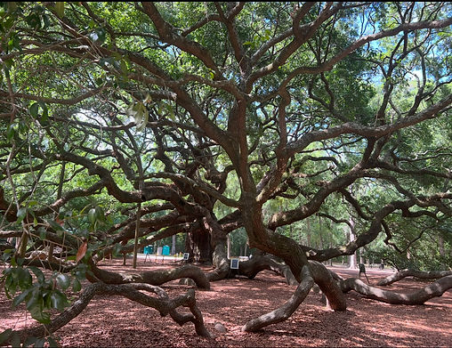 Angel Oak, St. John Island, Charleston, South Carolina