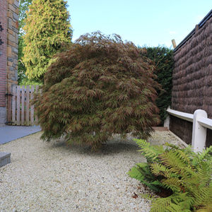 Petit jardin à Waterloo