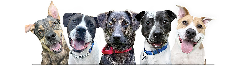 website_0825 diamond dogs white.jpg
