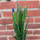 縮圖：Iris Market Fresh Bunch