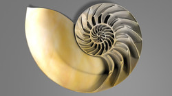 Nautilus1