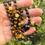 Thumbnail: Travel Protection, Tigers Eye + Peach Selenite 108 Bead Handmade + Knotted Mala