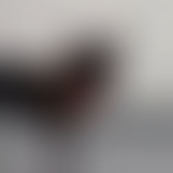 新北跨縣市推校園犬貓 數量全國最多