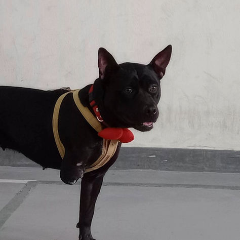 新北跨縣市推校園犬貓 數量全國最多