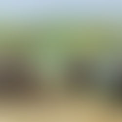 精進役用牛隻管領責任多邊溝通會議