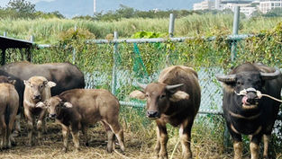 精進役用牛隻管領責任多邊溝通會議