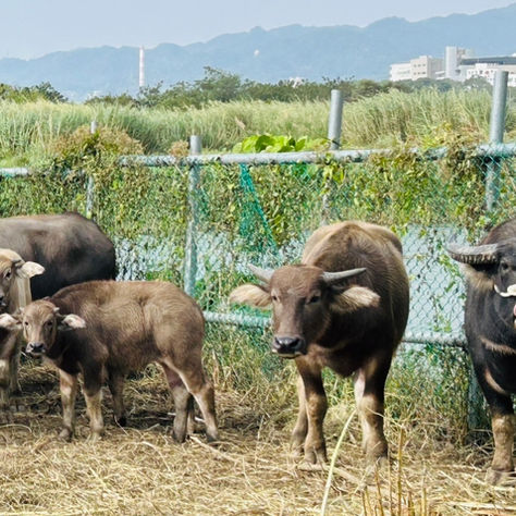 精進役用牛隻管領責任多邊溝通會議