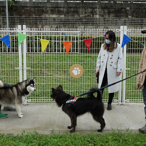 九大類別指標 判定友善動物的虛實 檢測城市競爭力