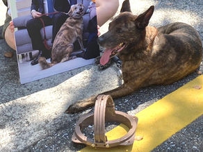 短評：公投訴訟不意外地輸了 一場程序過水的判決記錄