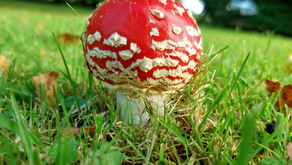 Fungi!