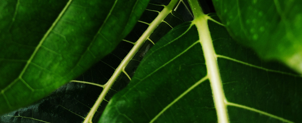green-leaf-background-texture.jpg
