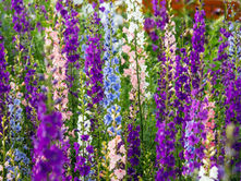 Historic Gardens Now Open for the Season