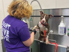 Rochester Animal Services Prepares for Renovations with Free Dog Friday