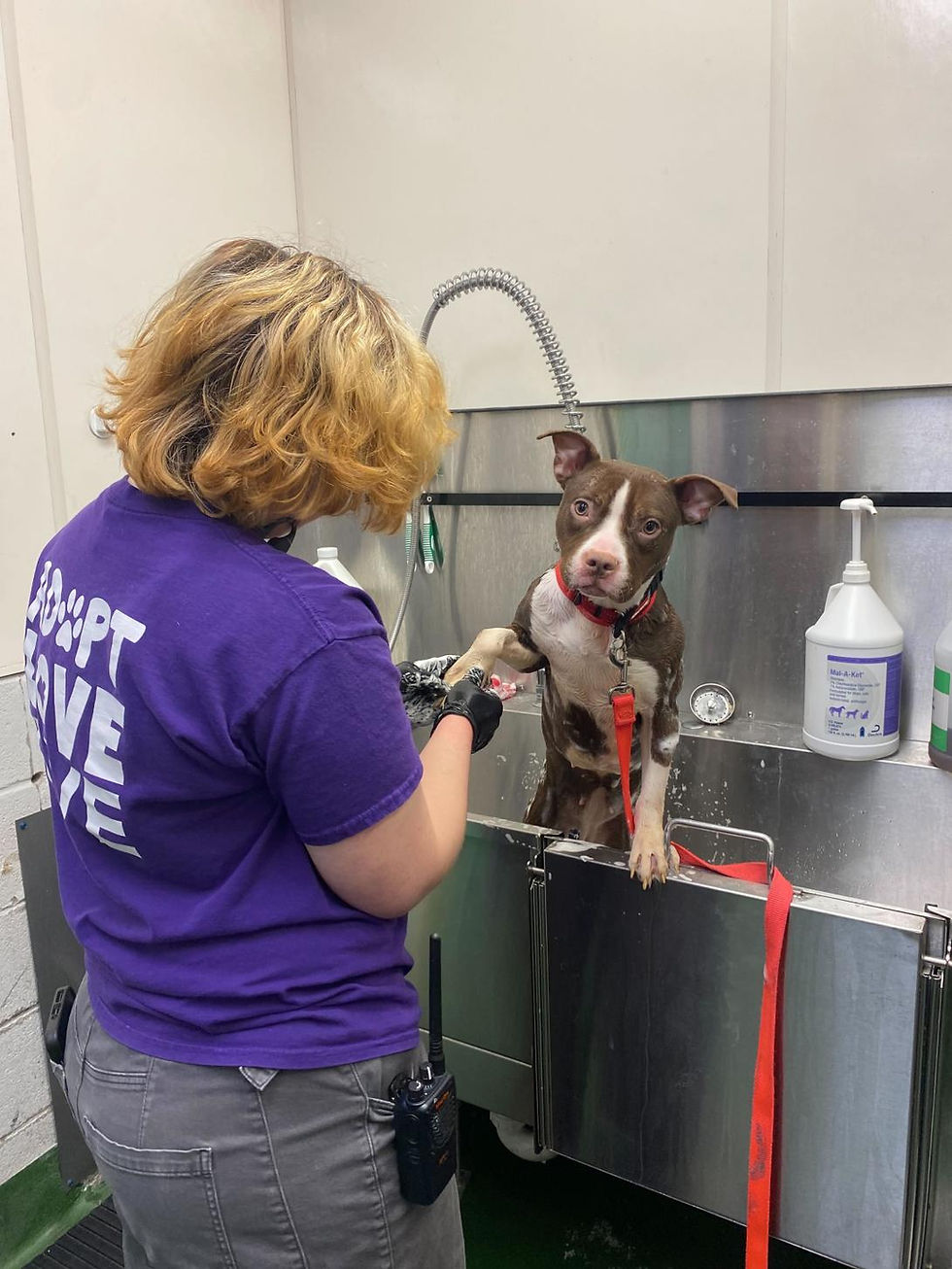 Rochester Animal Services Prepares for Renovations with Free Dog Friday