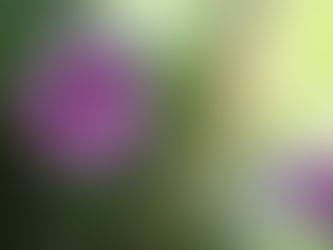 The Kagran School Gardens