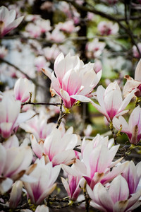 vienna garden photoshoot hirschstetten