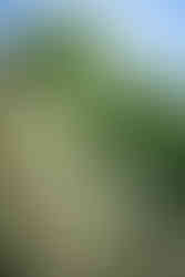 flower garden photography vienna