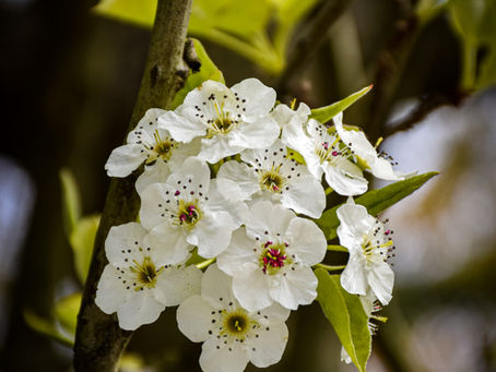 Vienna photography locations with flowers