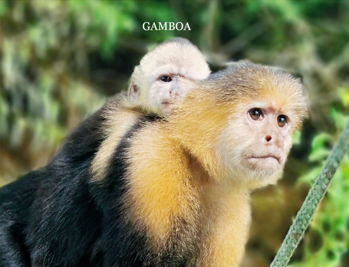 Kapuziner Affe  Gamboa