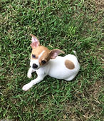 Bella