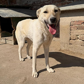 Trotz meines Handicaps bin ich ein lebensfroher Hund, bekomme ich trotzdem eine Chance?