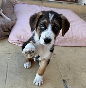 TARO