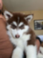 Miniature husky for sale