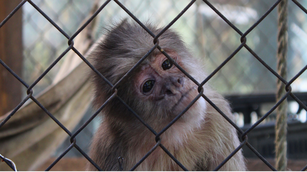 Mono que forma parte de El santuario de los primates