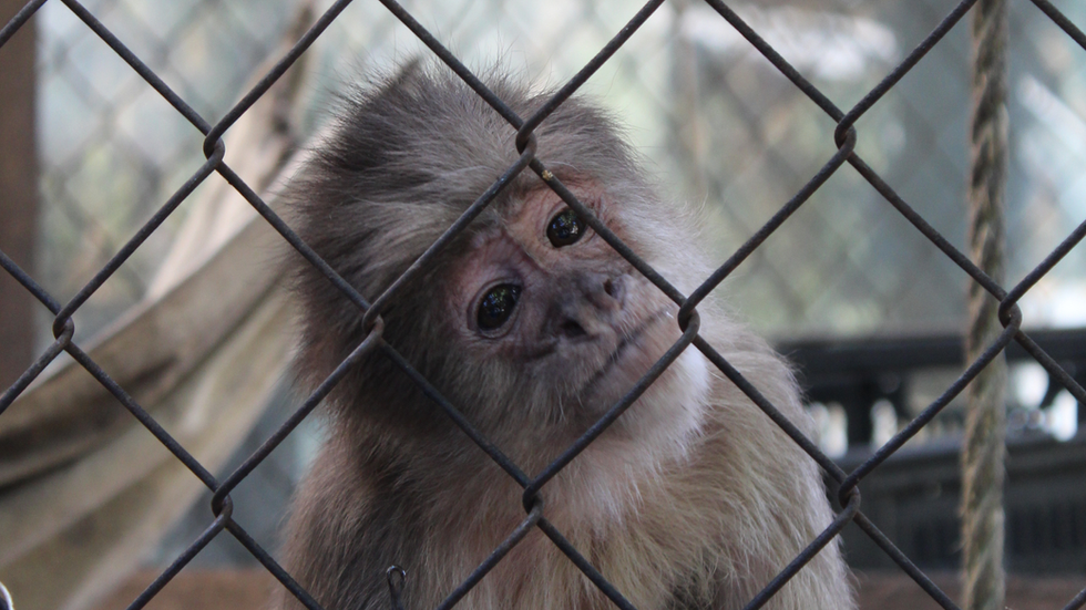 La segunda oportunidad de los monos: la vida en el santuario de los primates