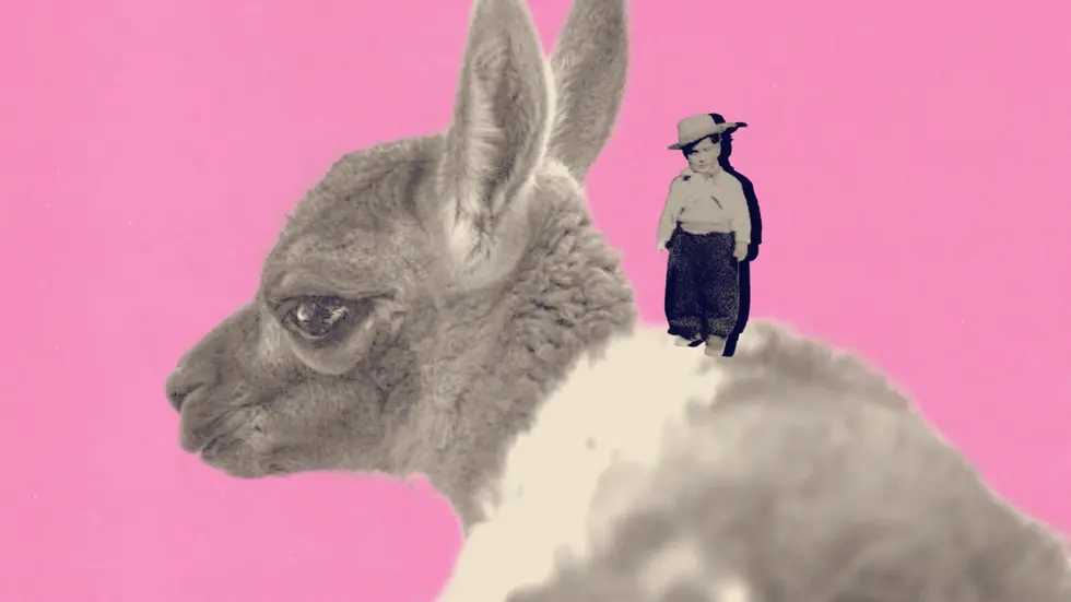 Collage de un guanaco con un niño vestido de vaquero sobre su cuello, ilustración del reportaje sobre el rescate de guanacos en Chile