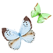 Aquarell-Schmetterling 16