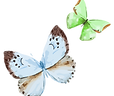 Acuarela de la mariposa 16