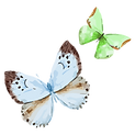 acupuncturist connecticut