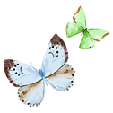 Borboleta Aguarela 16