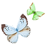 Watercolor Butterfly 16